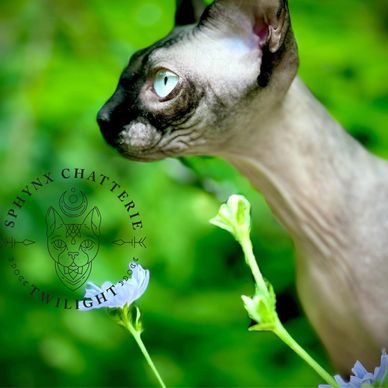 Sphynx Chatterie Twilight