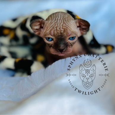 Sphynx Chatterie Twilight