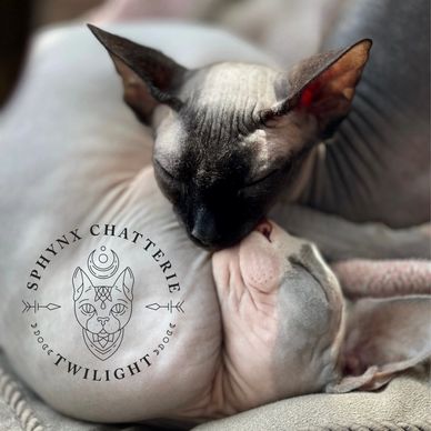 Sphynx Chatterie Twilight