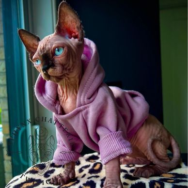 Sphynx Chatterie Twilight