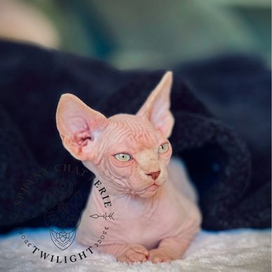 Sphynx Chatterie Twilight