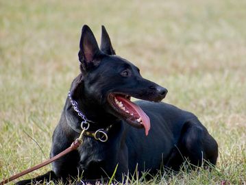police dog training and detection dogs
