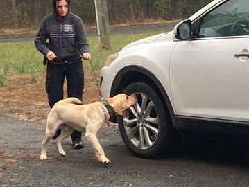detection dogs and police dog training