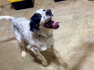detection dogs are a great asset to police dog training