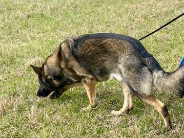 police dog training and detection dogs