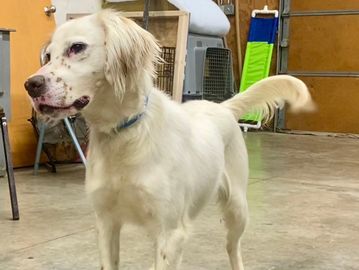 drug detetion K-9 for sale
