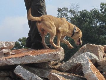 police dog training and detection dogs
