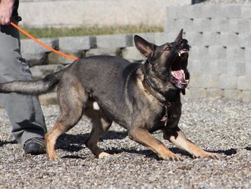 police dog training and detection dogs