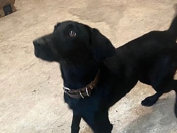 detection dogs are great asset to law enforcement 