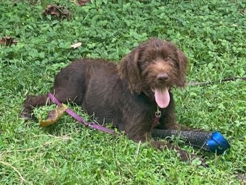 Cadaver Dog HRD for sale
