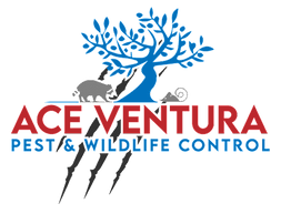 Ace Ventura Pest and Wildlife Control