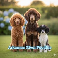 Arkansas River Labradoodles
