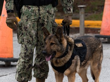 K9 dogs in the military