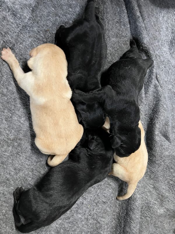 Pups arrived May 5th and will be ready June 29th. This is a nice breeding with connections to some o