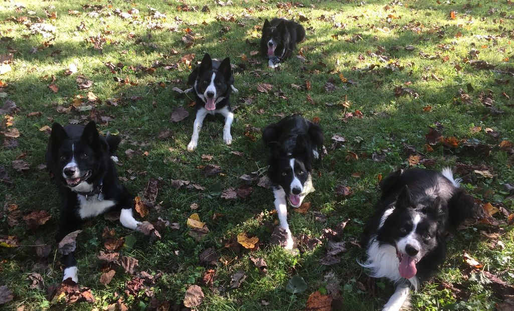 Dog, border collie, dog training, doggy daycamp