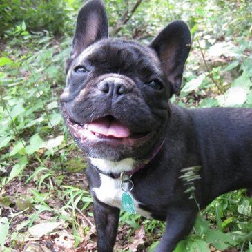 Sparta the one-eyed French bulldog.