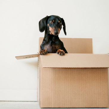 Moving, Transferring