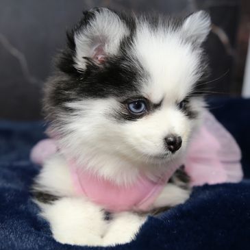 Adorable black and white puppy with blue eyes wearing a pink outfit.