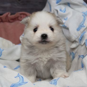Fluffy white and gray puppy sitting on a blanket with blue whale prints.
