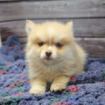 Fluffy cream-colored puppy sitting on a cozy blanket.
