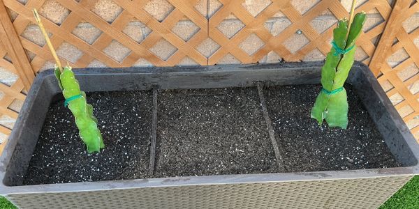 Two dragon fruit cuttings planted in a rectangular planter with soil.