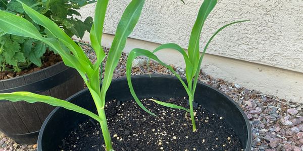 Two young corn plants growing in a black pot outside.