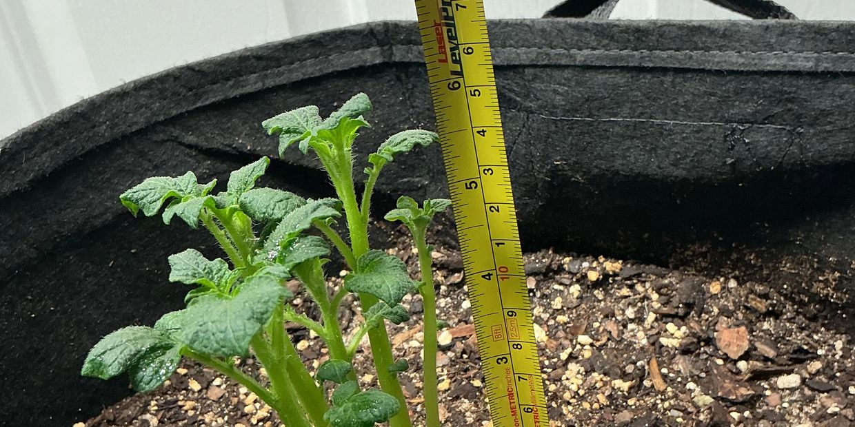 Young green plant shoots growing in soil with a measuring tape showing height.