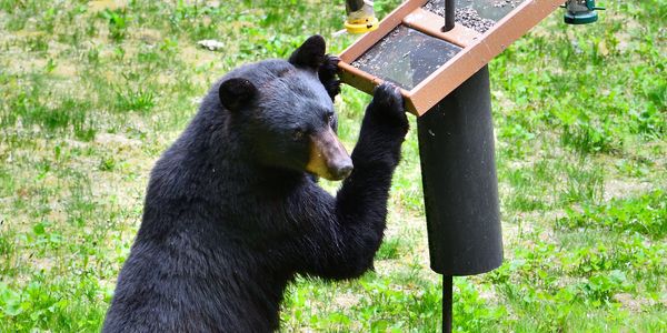 Adult black bear reaching towards bird feeder