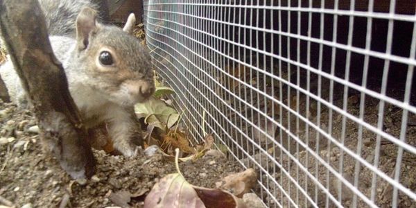 Squirrel walking towards camera next to wire mesh wildlife proofing