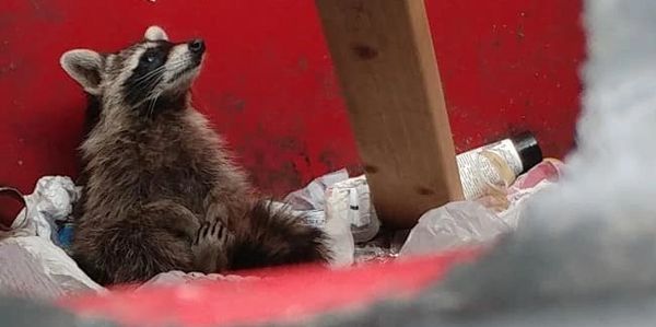Raccoon sitting in front of a red background amongst various trash items
