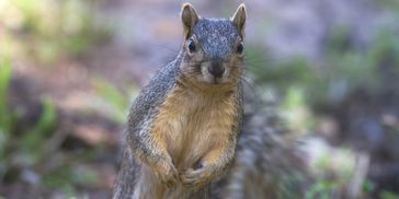 Squirrel standing up looking at the camera