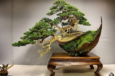 Foto de uma Bonsai Clássico, premiado