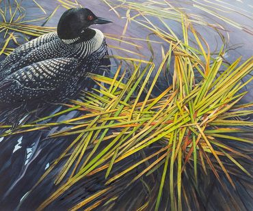 "Cornered" - Common Loon and Dragonfly