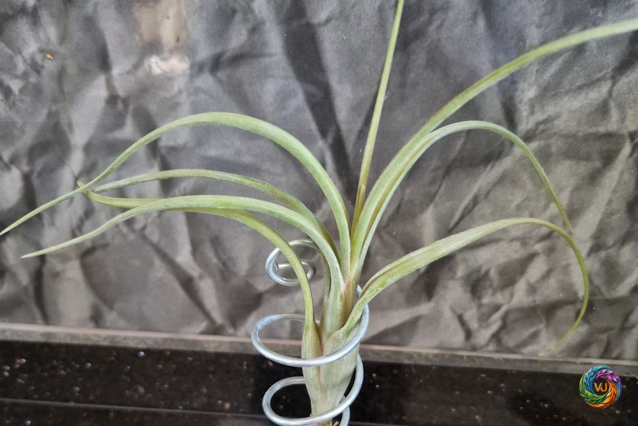 Tillandsia Baileyi