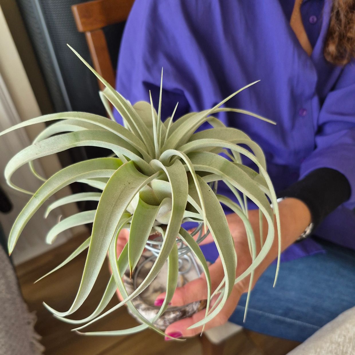 Tillandsia Xerographica: Hava Bitkilerinin Gösterişli Kralı
