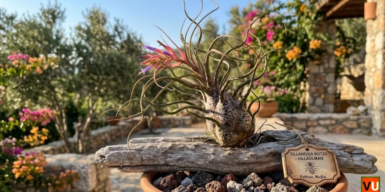 A Tillandsia Butzii plant on driftwood in a garden setting.