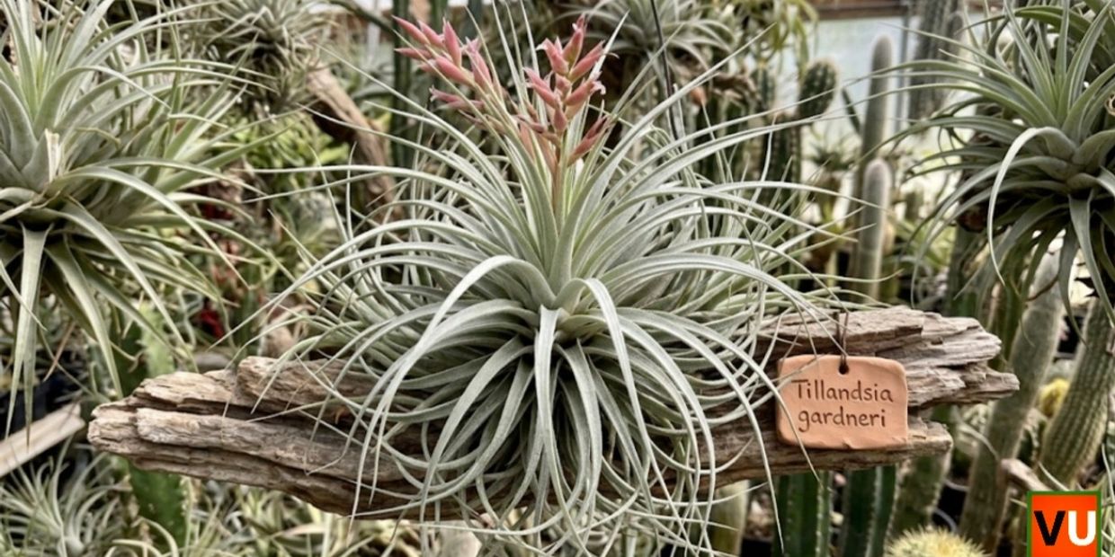 Tillandsia Gardneri