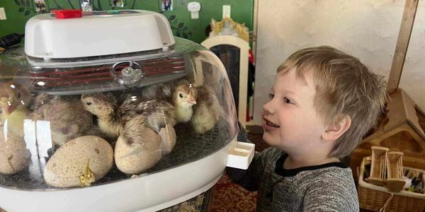 A local daycare hatched some of our eggs as a spring project for the kids. 