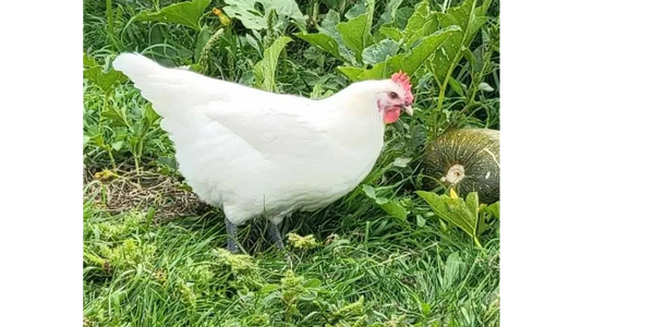 American Bresse laying hen. Producer of day old chicks and hatching eggs. 