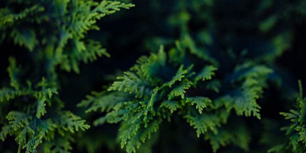 Close-up of green conifer leaves with a dark background.