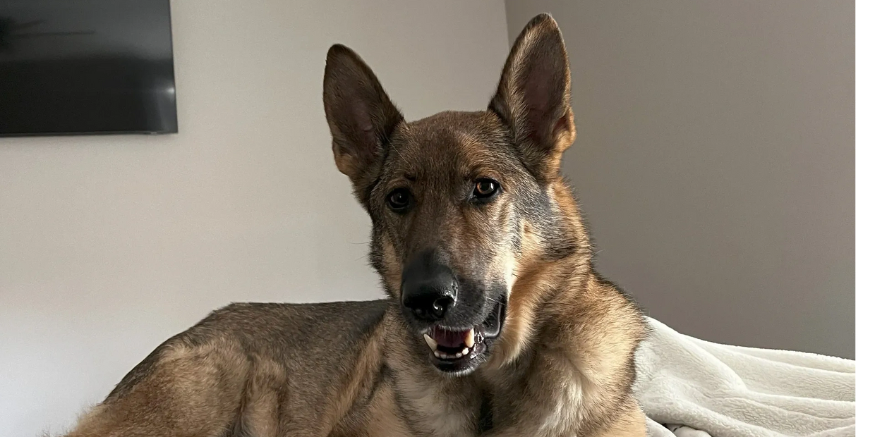 Happy dog smiling in owners bedroom.