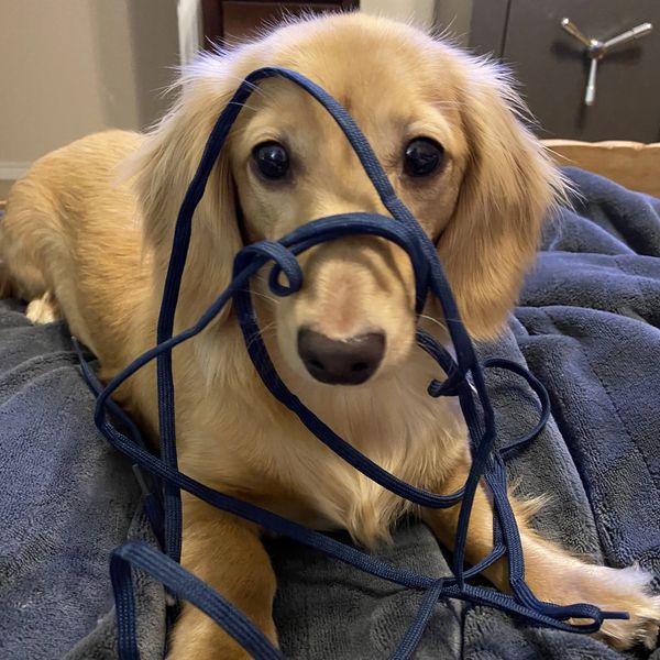 Puppy is playing with rope