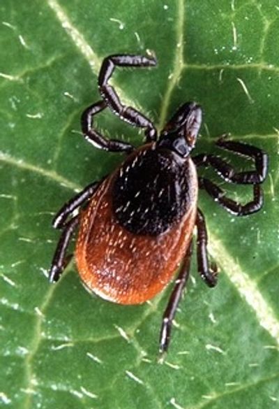 Deer Tick / Black Legged Tick