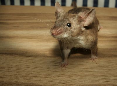 House Mouse