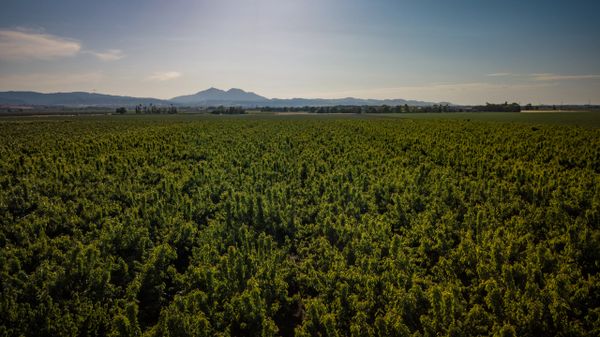Mount Diablo and the Orchard