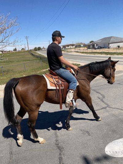 Man in black t-shirt and baseball cap riding bay horse down a paved street.