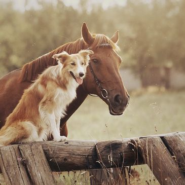 horse and dog services THE TLC PET PROFESSIONAL
