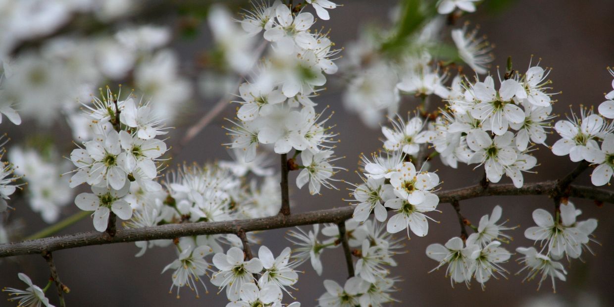 Flower Essence