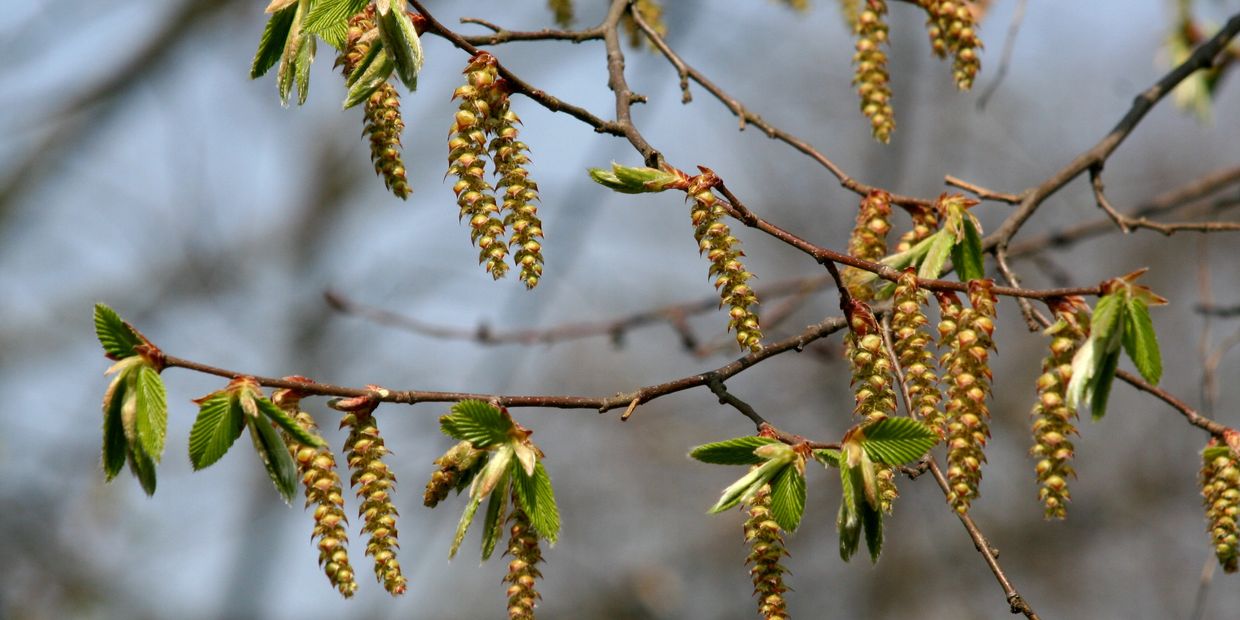 A branch of hornbeam flowers 