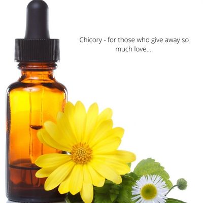 Chicory Flower is one of the 38 Bach Flower Remedies for those who give away so much love. 